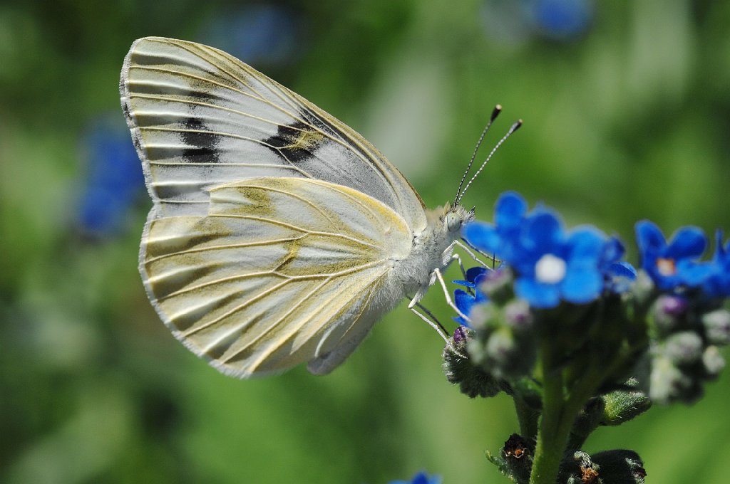 032 2010-06243082 Denver Botanic Gardens, CO.JPG - Checkered White Butterfly (Pontia protodice). Denver Botanic Gardens, Denver, CO, 6-24-2010